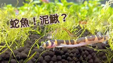 蛇仔魚壽命|Coolie loach gliding｜蛇魚溜溜【魚